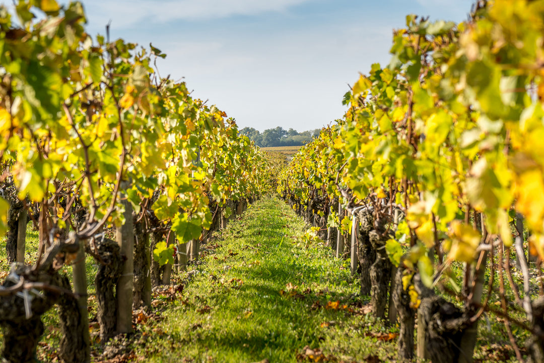 <b class="h1">How did it begin?</b>